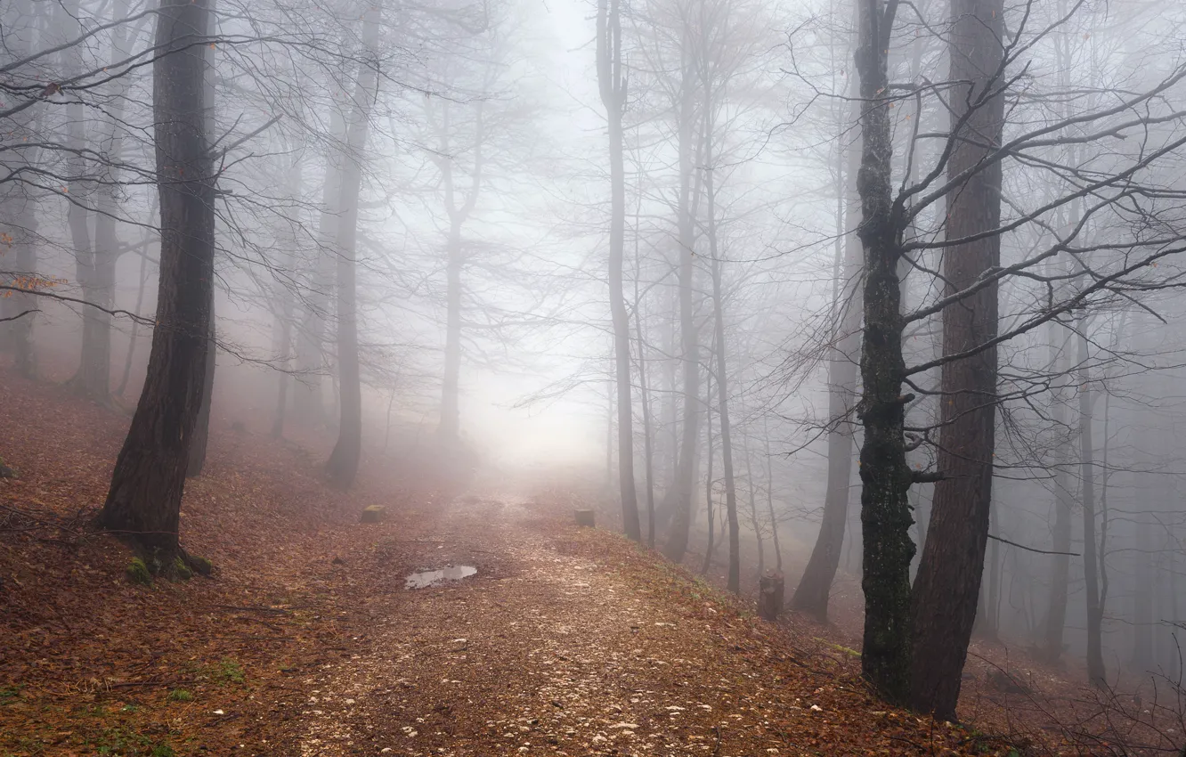 Фото обои дорога, осень, лес, туман