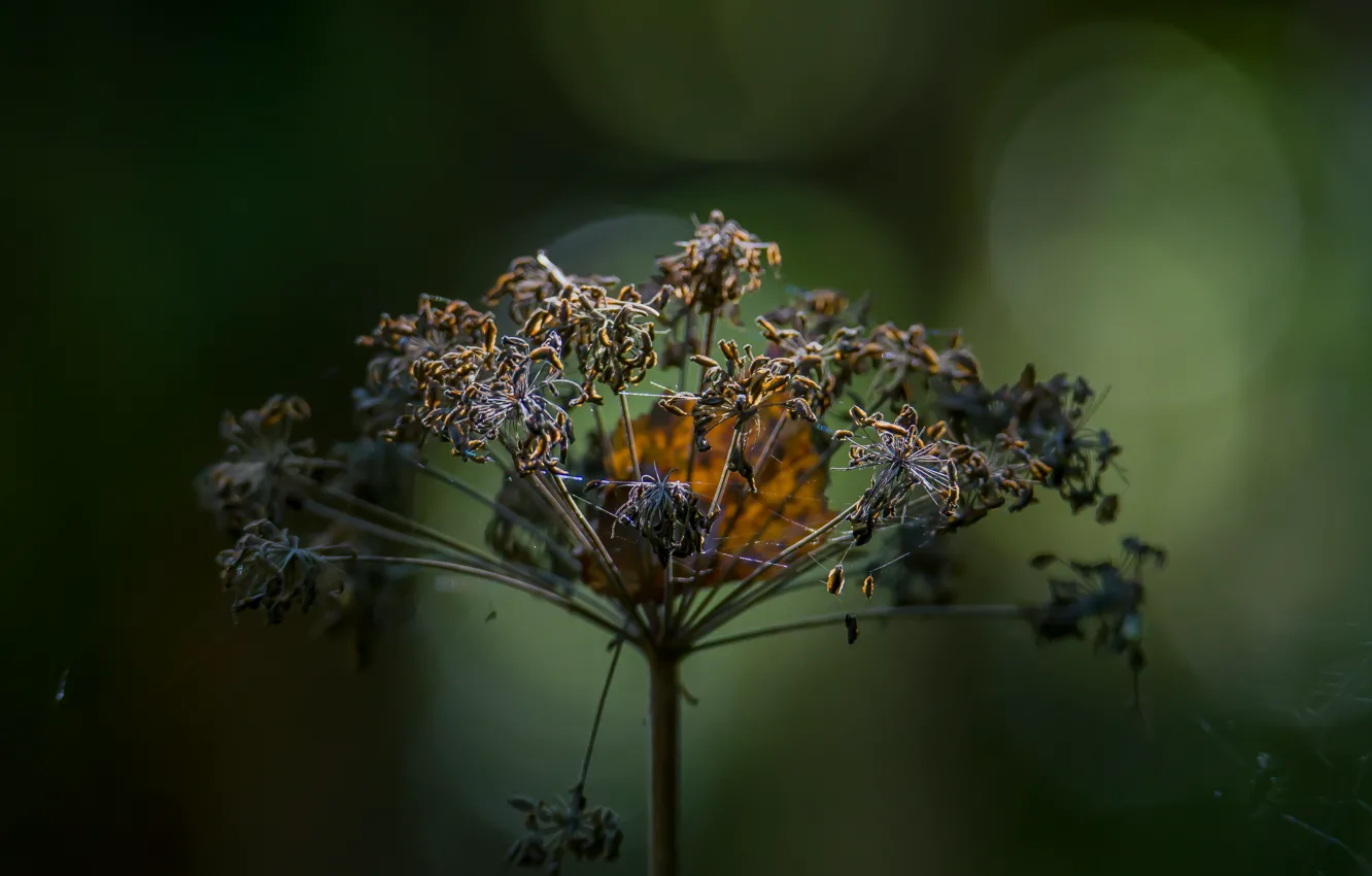 Фото обои nature, autumn, macro, bokeh