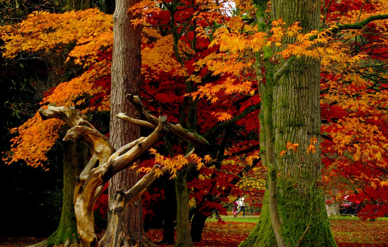 Фото обои осень, листья, деревья, парк, Nature, листопад, trees, park