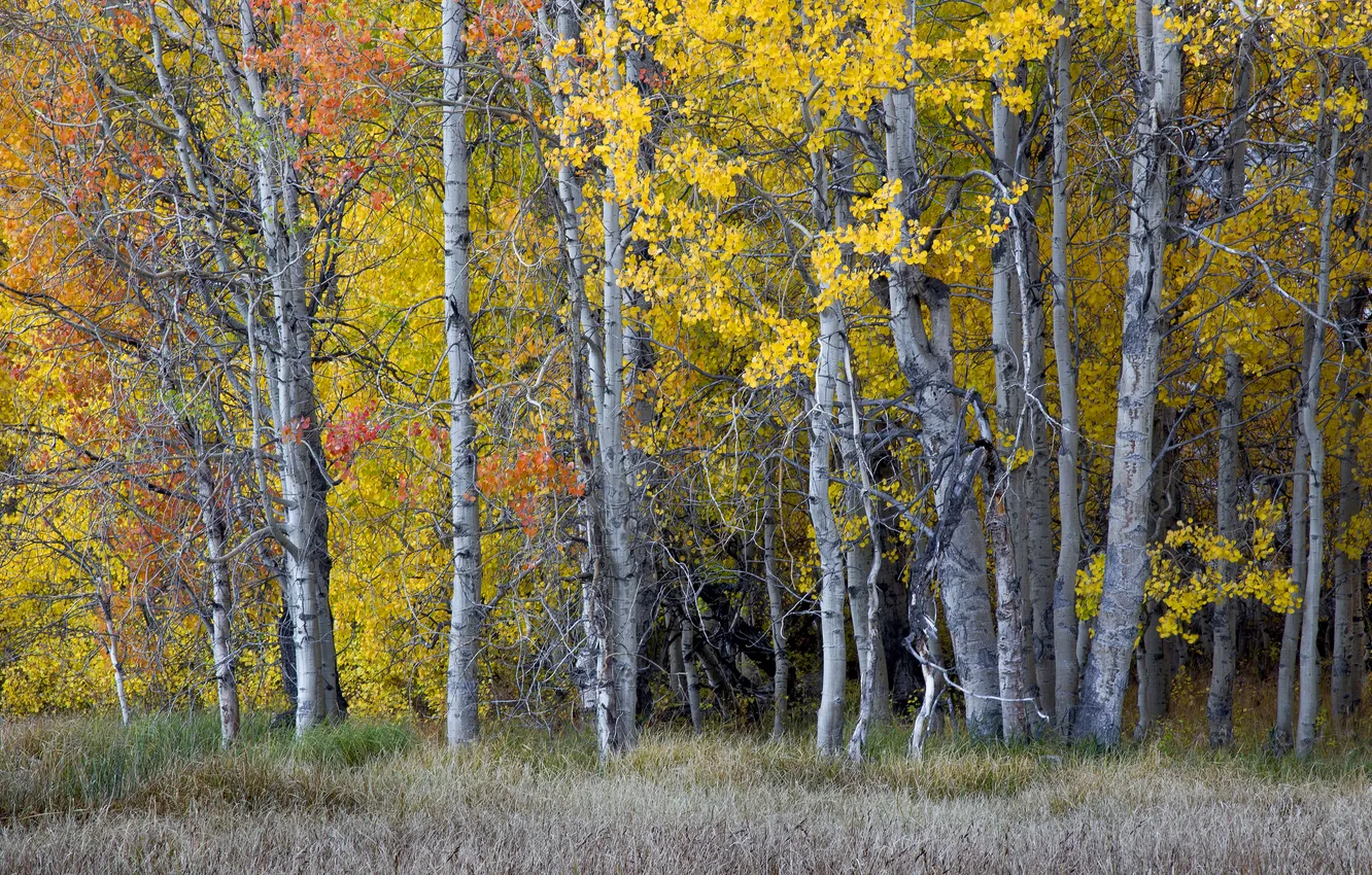 Фото обои осень, лес, деревья, листва