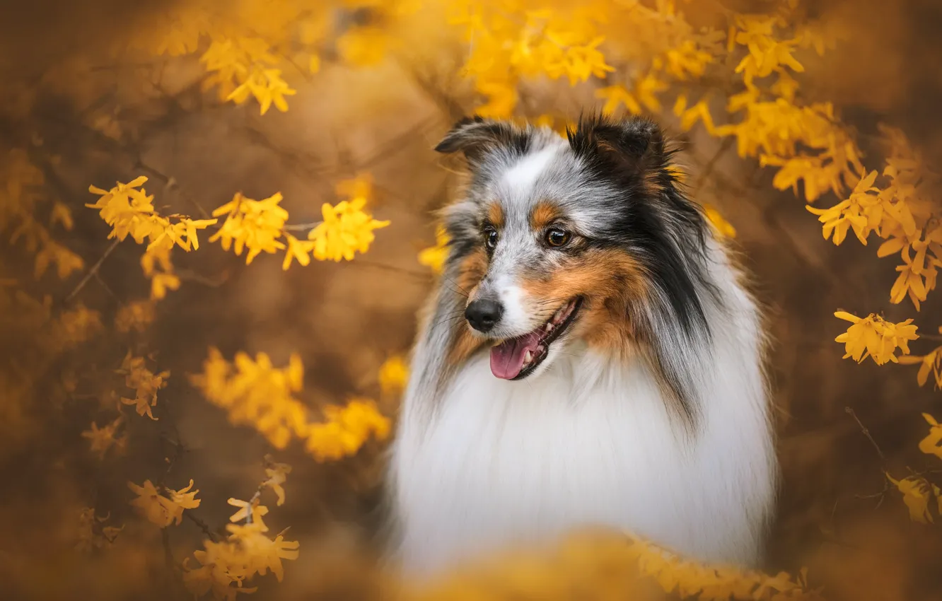 Фото обои морда, ветки, собака, цветение, цветки, Шелти, Шетландская овчарка, длинная шерсть