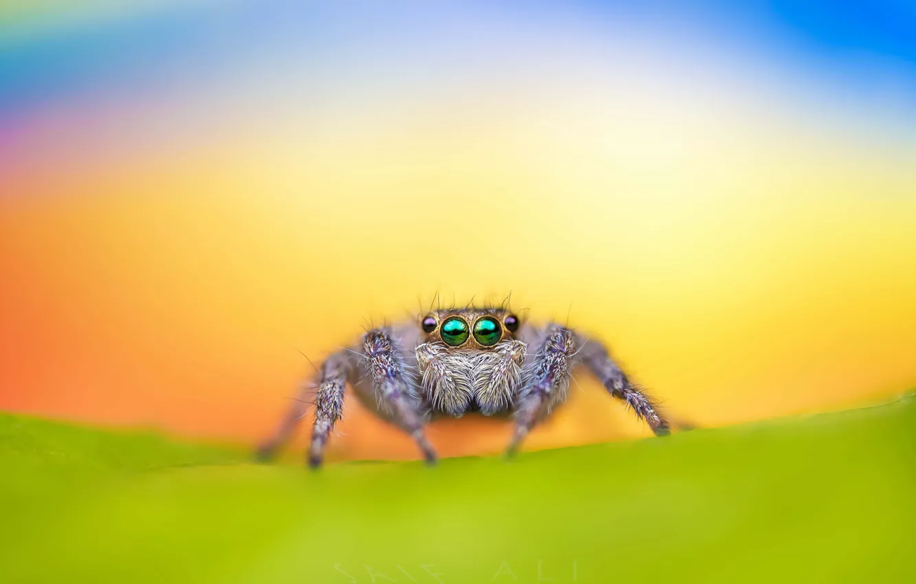 Фото обои spider, macro, jumping, bagheera kiplingi