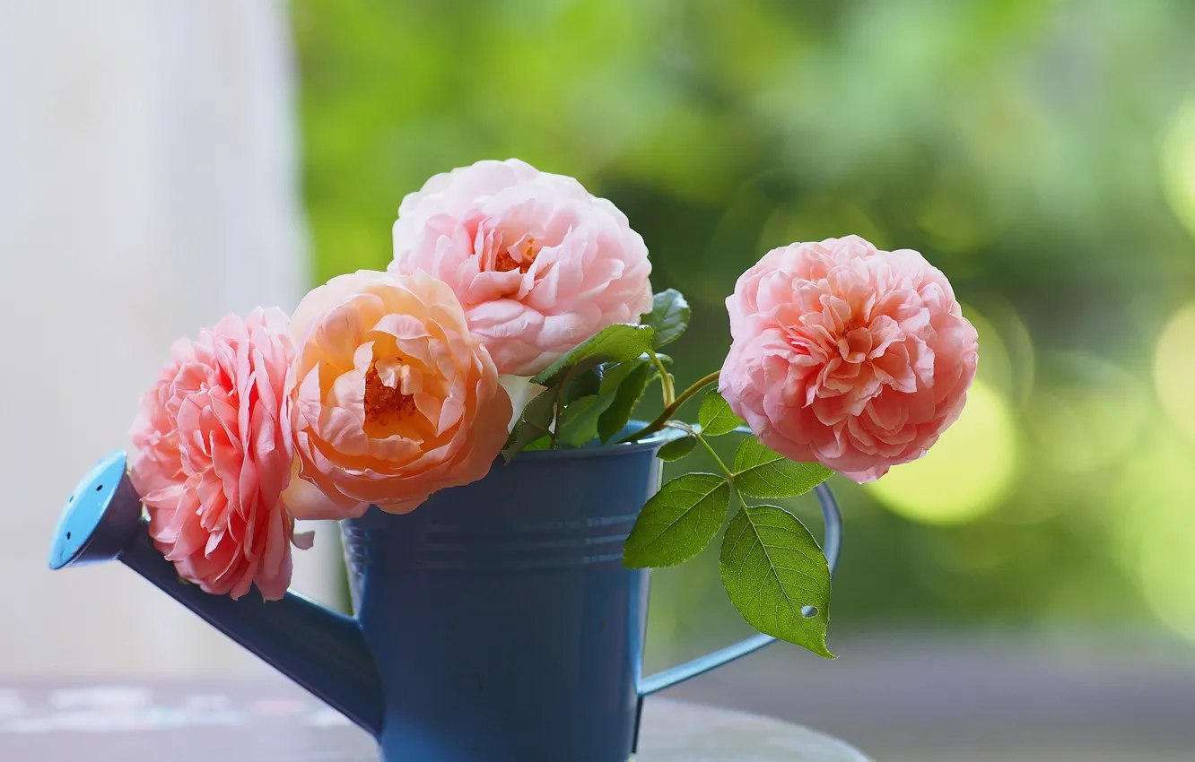 Фото обои цветы, стол, розы, лейка, розовые