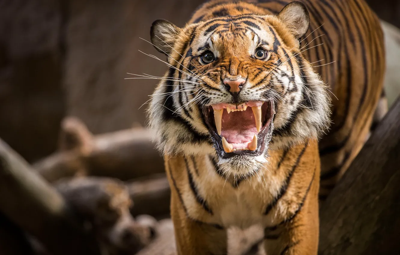 Фото обои тигр, оскал, злой, рык