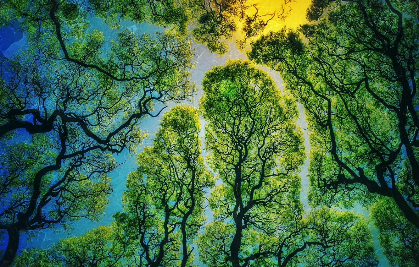 Фото обои nature, texture, leaves, sun, labyrinth, sunlight, branches, Trees
