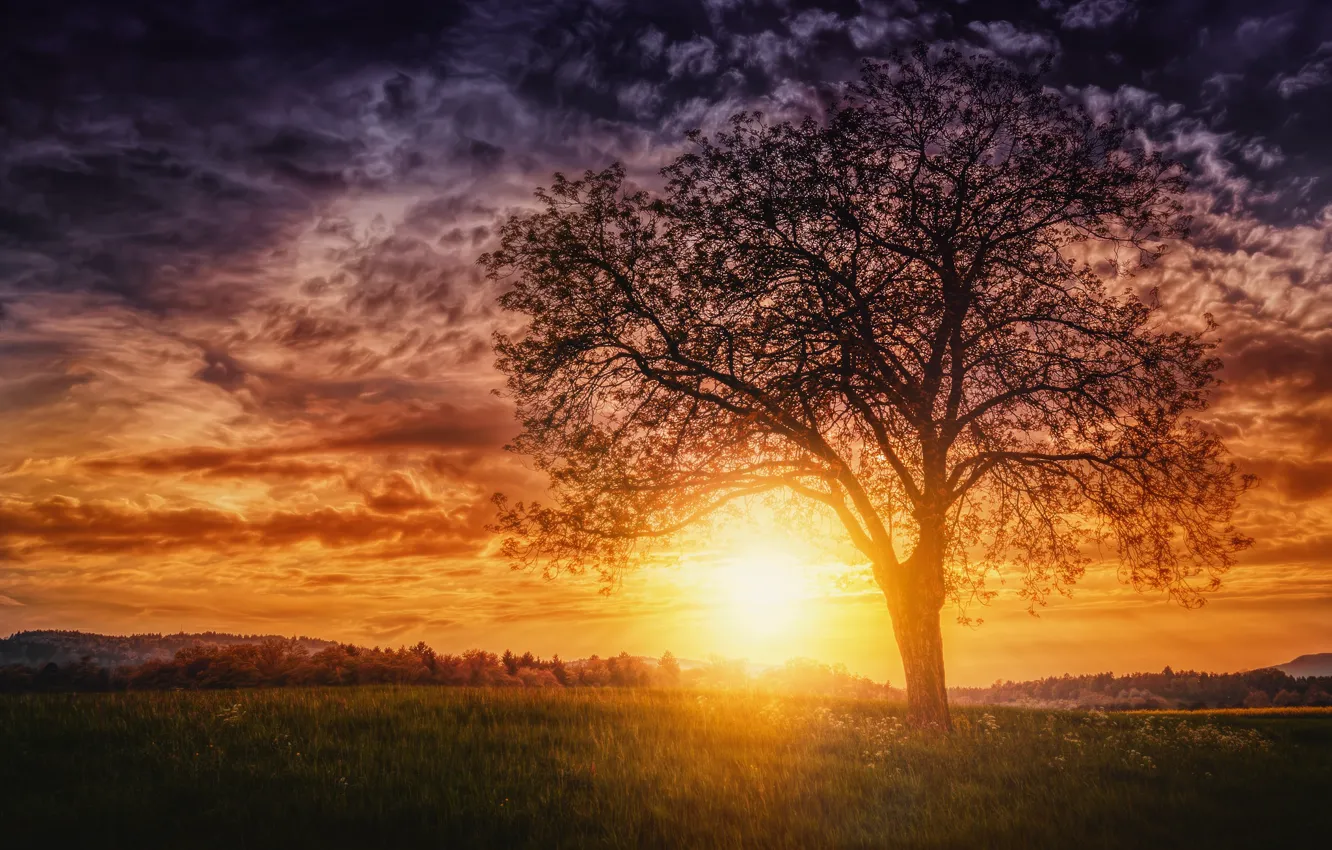 Фото обои солнце, закат, дерево, вечер