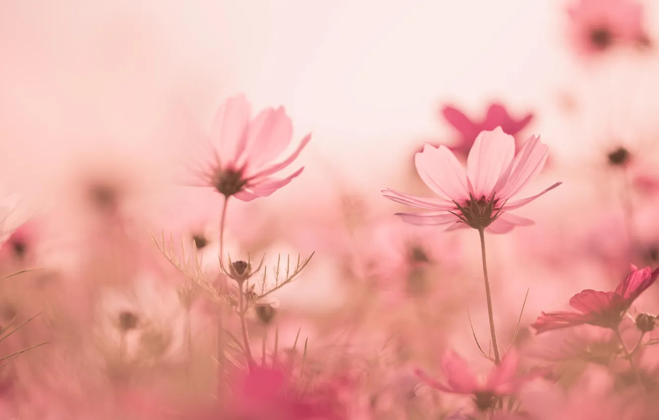 Фото обои цветок, трава, яркий, розовый, поляна, растения, лепестки, стебель