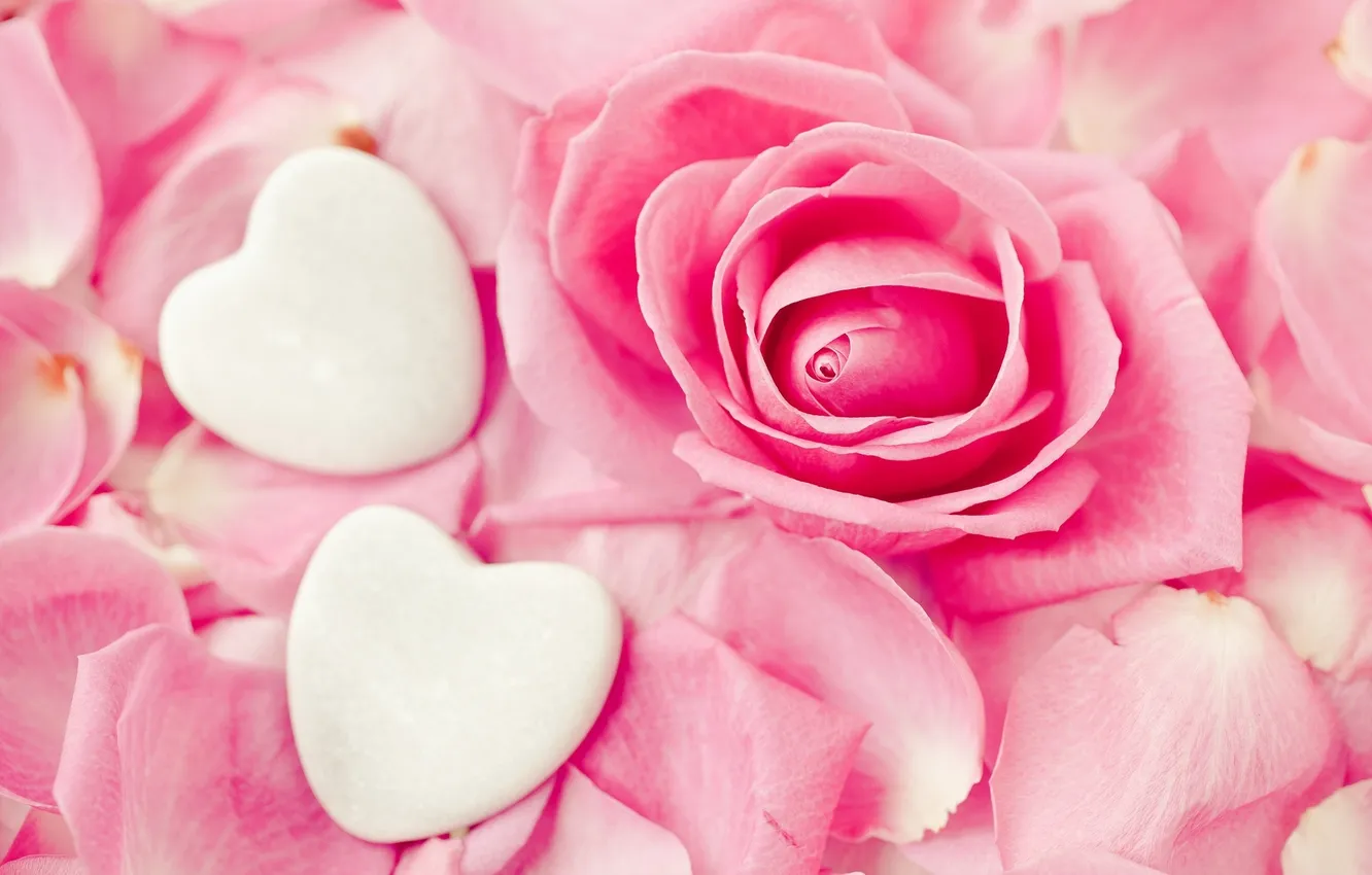 Фото обои цветок, розовый, роза, сердца, лепестки, бутон, сердечки, белые