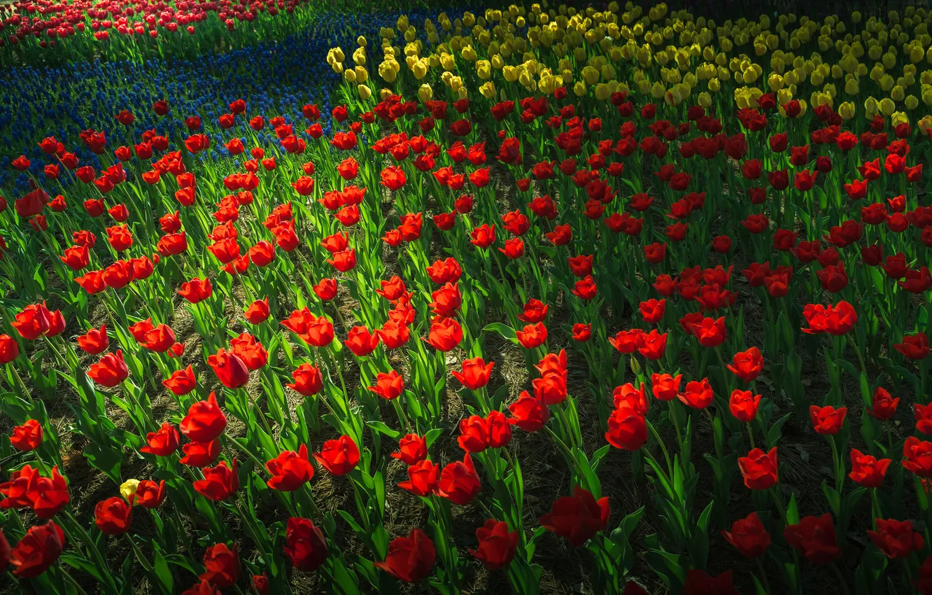 Фото обои парк, весна, сад, тюльпаны, клумба
