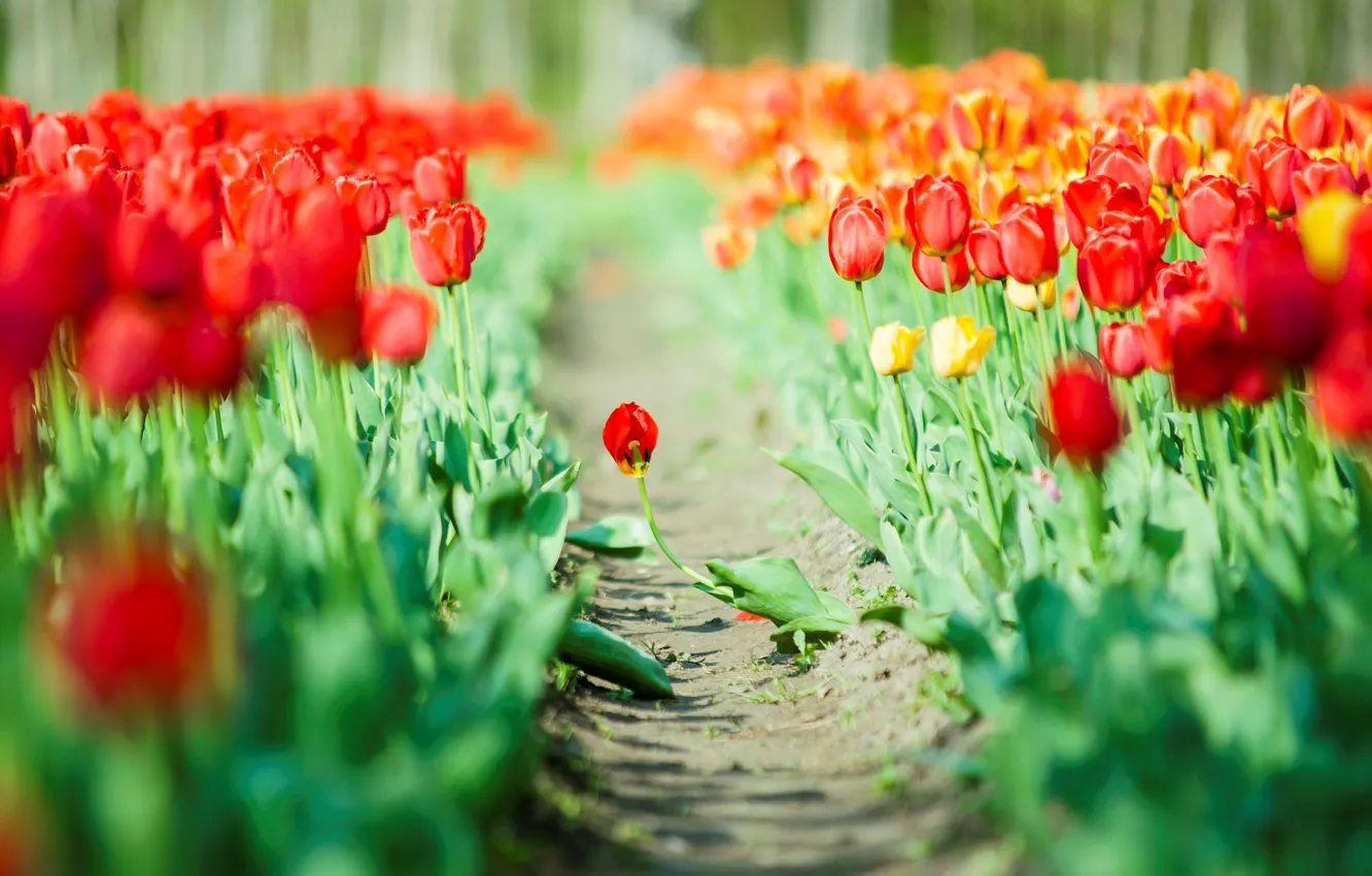 Фото обои листья, цветы, красный, зеленый, фон, обои, тюльпаны, wallpaper