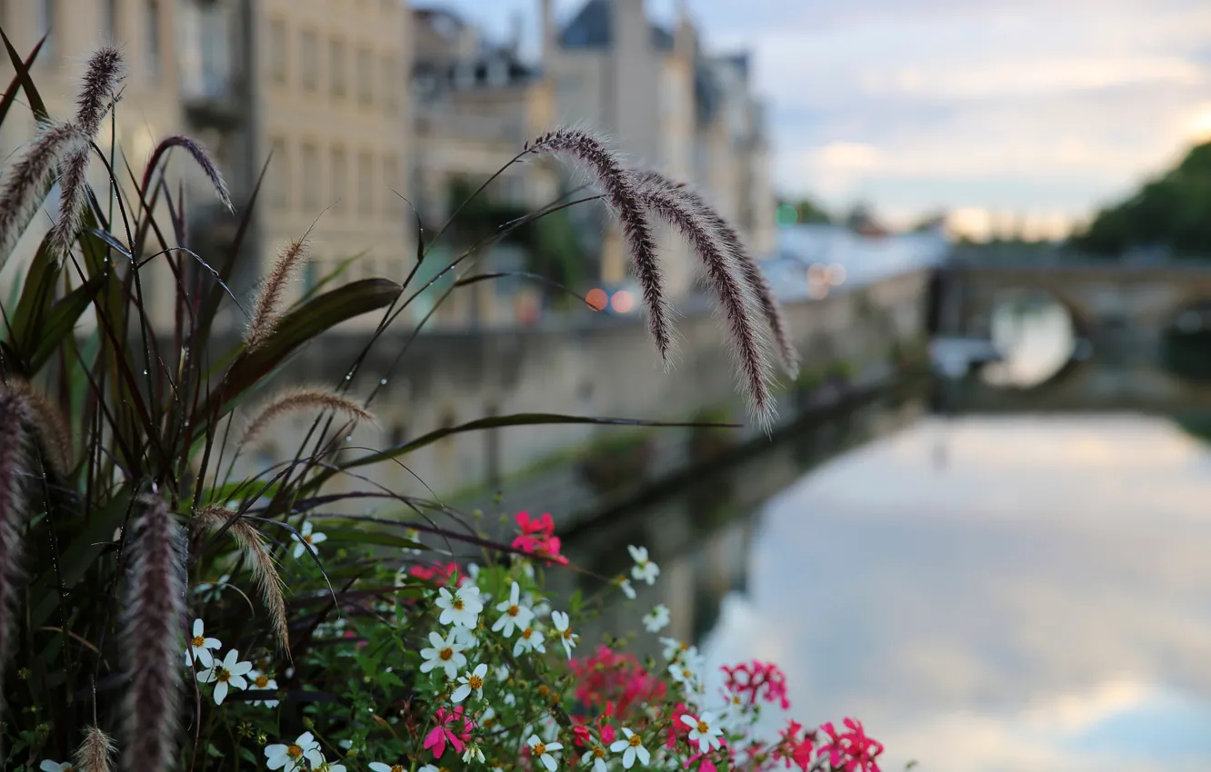 Фото обои город, Франция, цветочки, боке, Metz