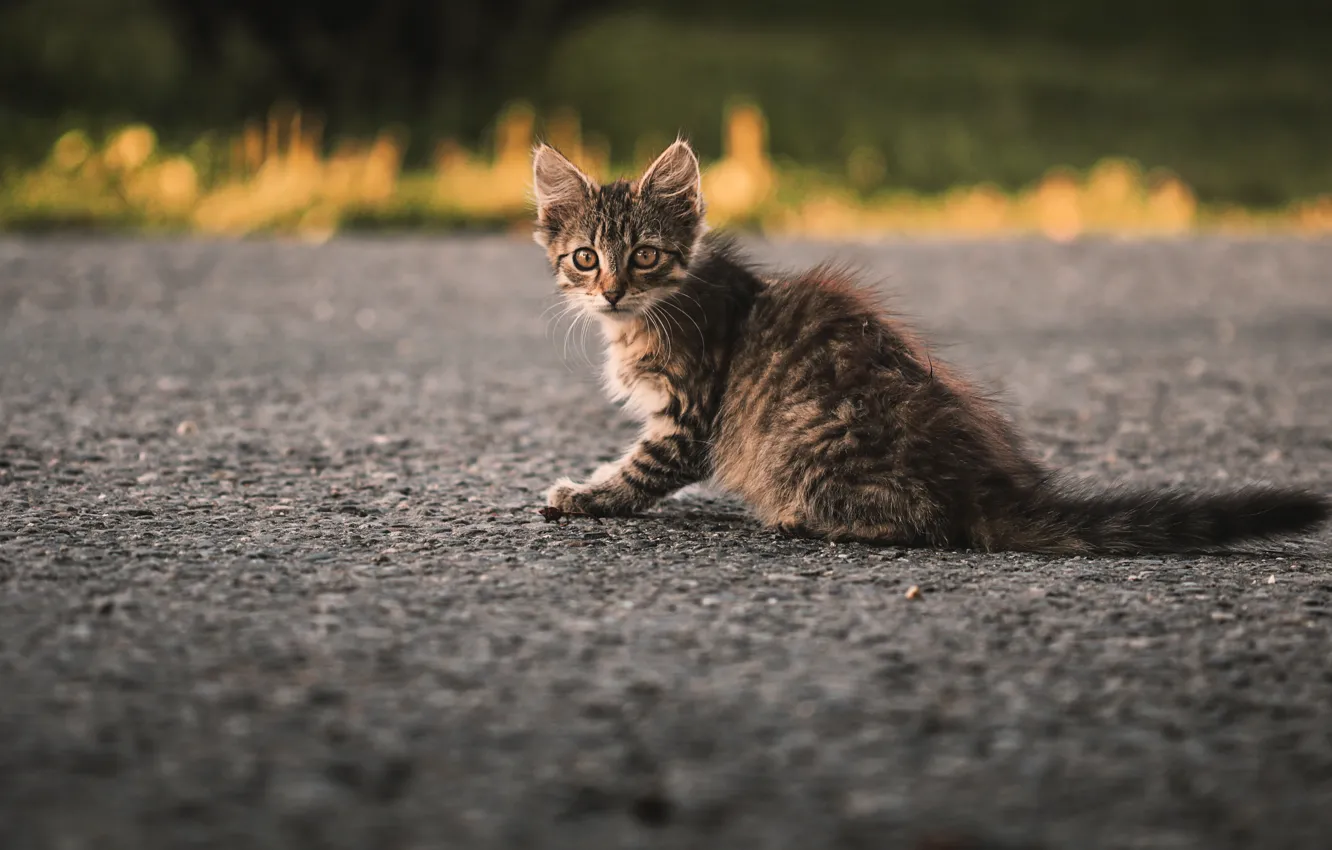 Фото обои кошка, кот, взгляд, поза, мордашка