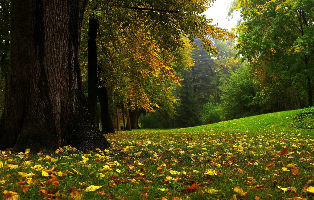 Фото обои осень, трава, природа, парк, листва
