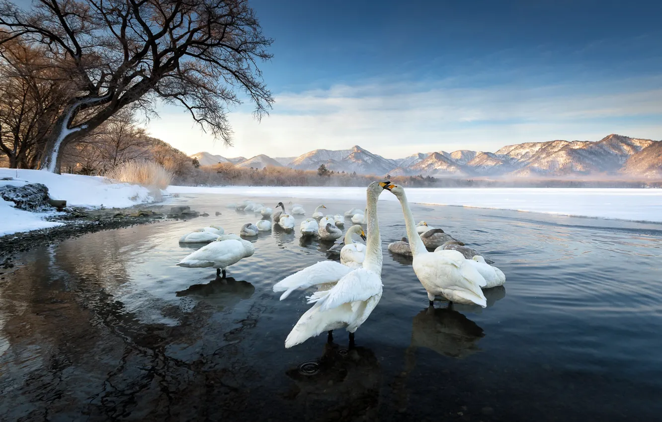 Фото обои птицы, природа, озеро, лебеди