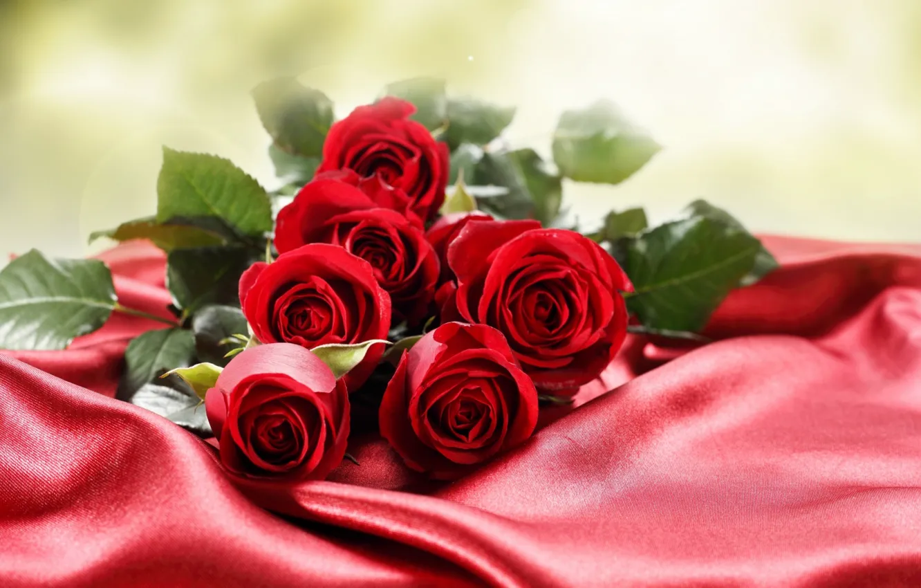 Фото обои цветы, фото, розы, много, бордовый