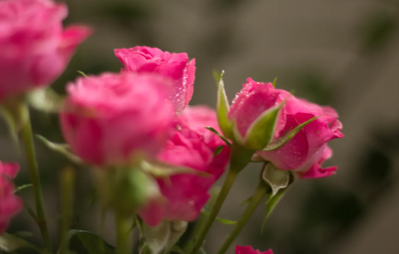 Фото обои капельки, роса, розы, букет, розовое
