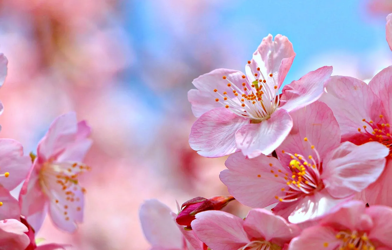 Фото обои макро, природа, вишня, сакура, цветение, цветки