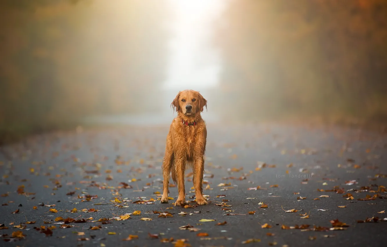 Фото обои осень, туман, друг, собака