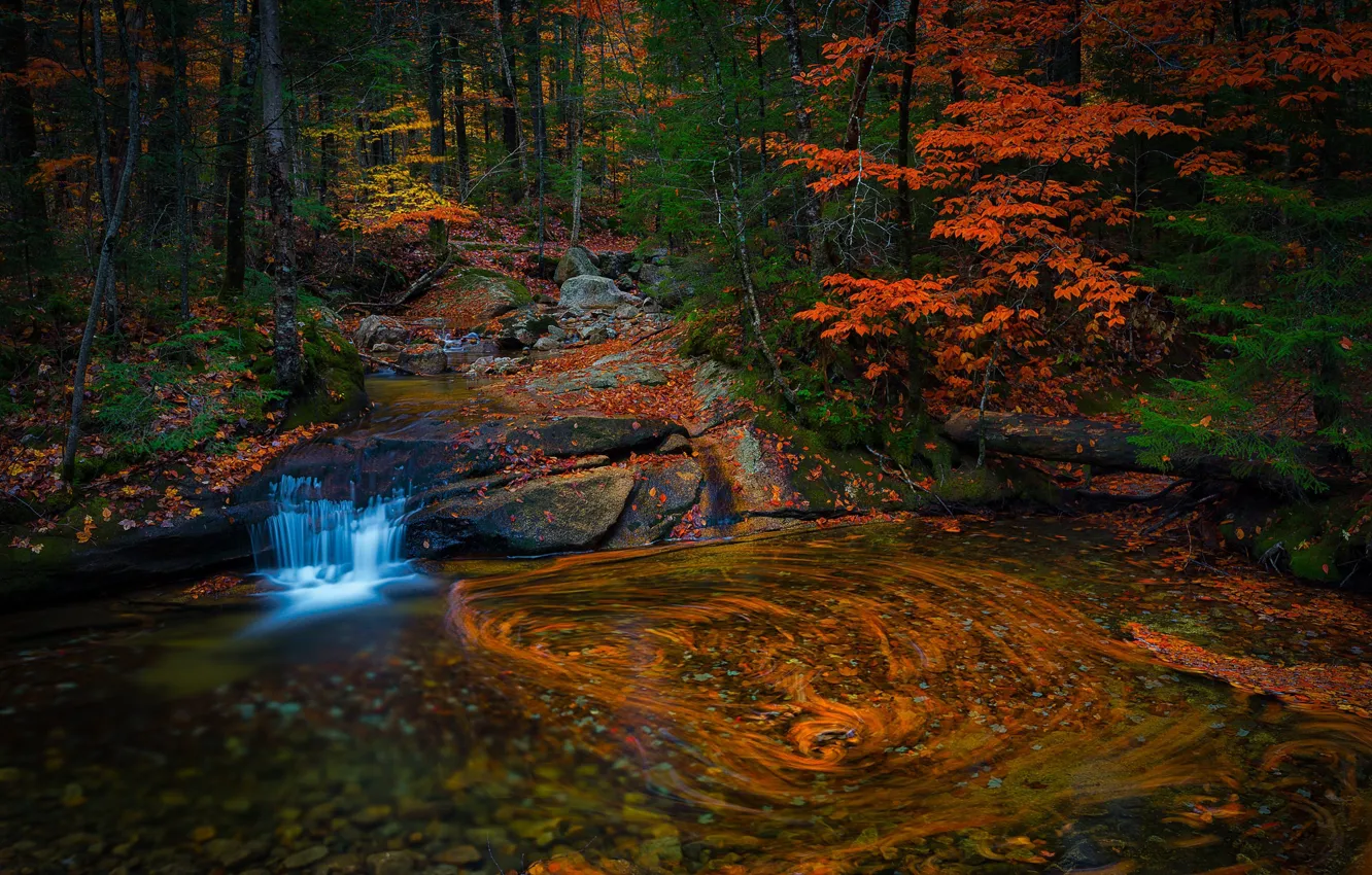 Фото обои осень, лес, листья, вода, ветки, природа, галька, пруд