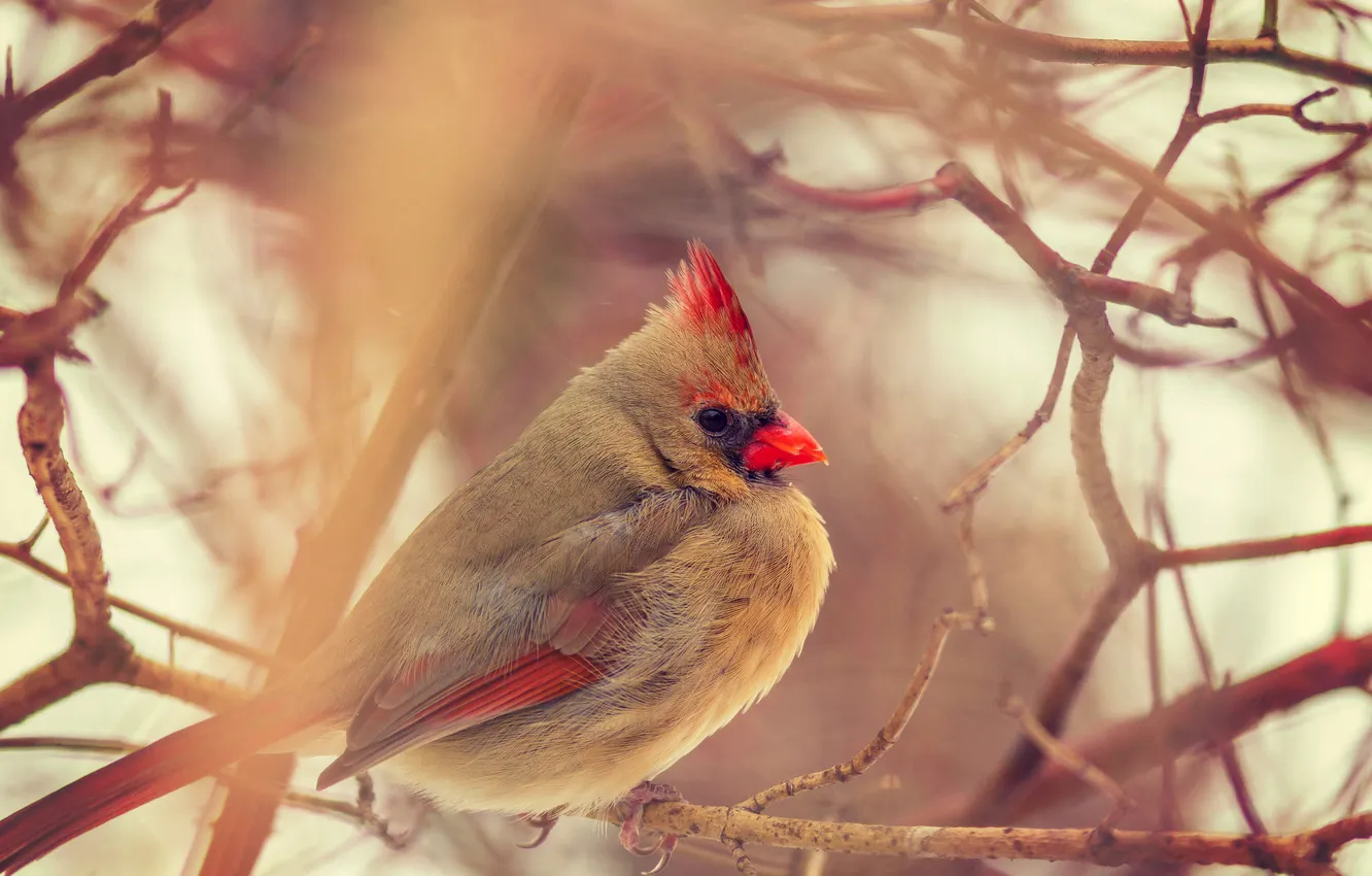 Фото обои bird, winter, canada, female, toronto, cardinal, Кардинал