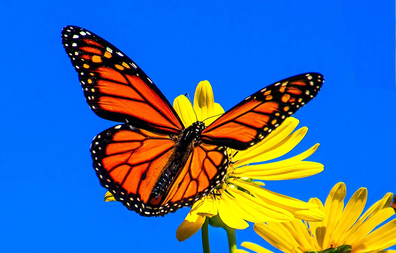 Фото обои макро, цветы, фон, бабочка, крылышки, Данаида монарх, Сильфиум