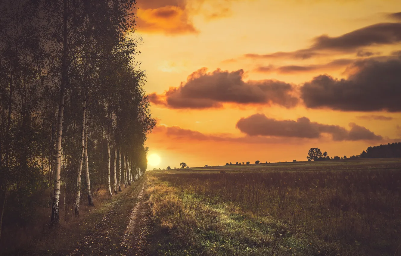 Фото обои дорога, поле, лес, солнце, облака, закат, вечер, березы