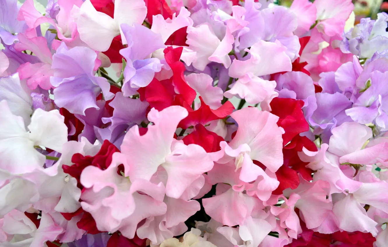 Фото обои цветы, розовые цветы, Душистый горошек