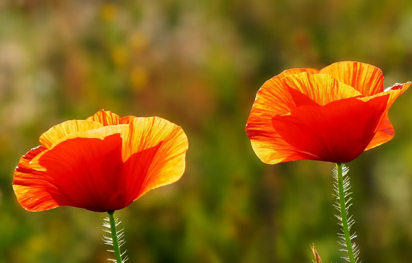 Фото обои flower, poppy, meadow, blooming