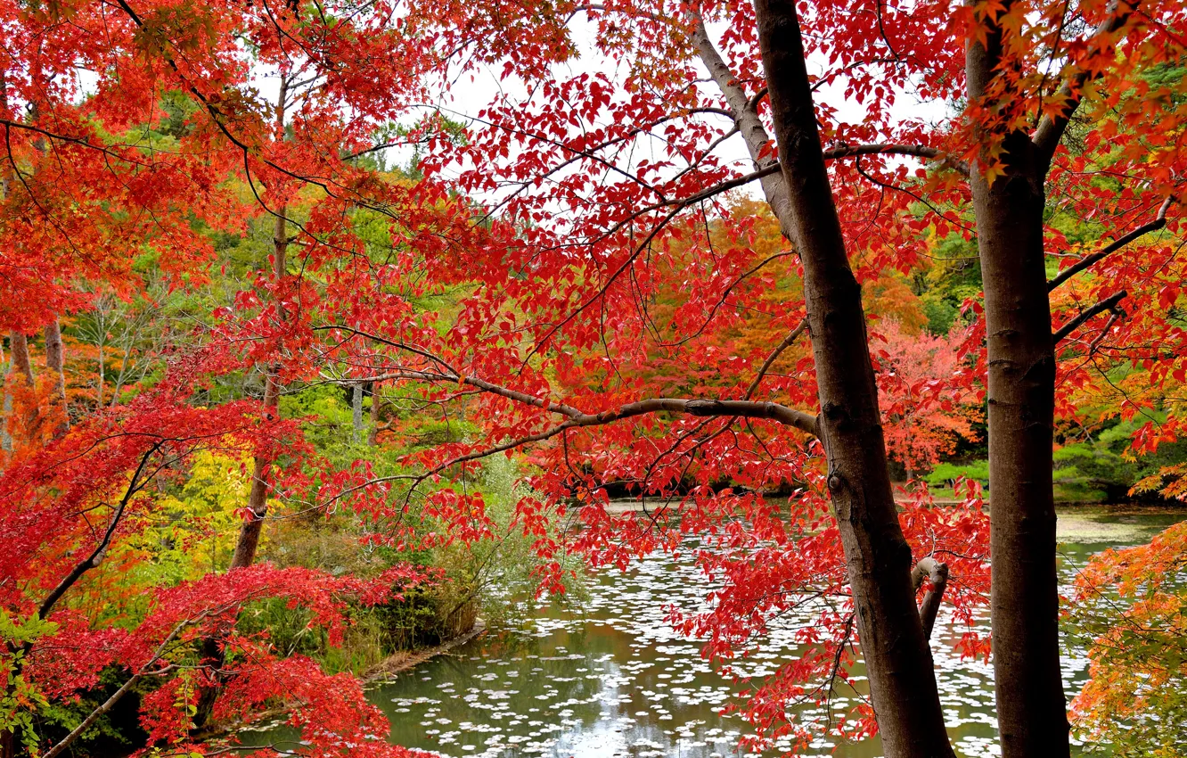 Фото обои осень, лес, листья, вода, деревья, багрянец