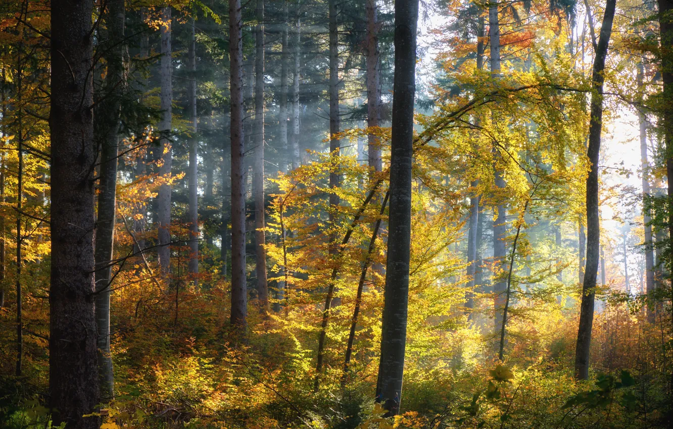 Фото обои осень, лес, свет, деревья, ветки, листва