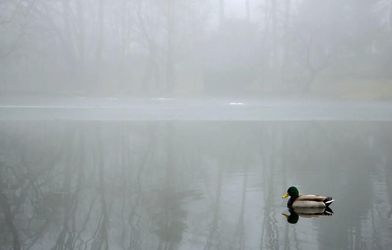 Фото обои пейзаж, туман, озеро, утка