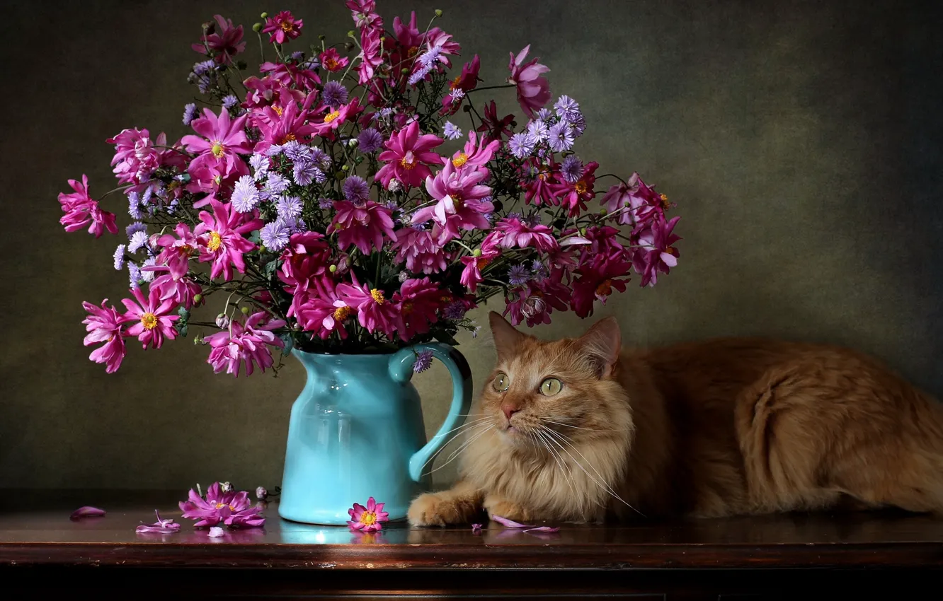 Фото обои цветы, букет, хризантемы, анемоны, рыжий кот, котейка