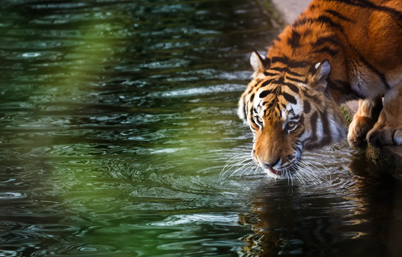 Фото обои лес, лето, тигр, отдых, размытость, дикая кошка, animals, nature