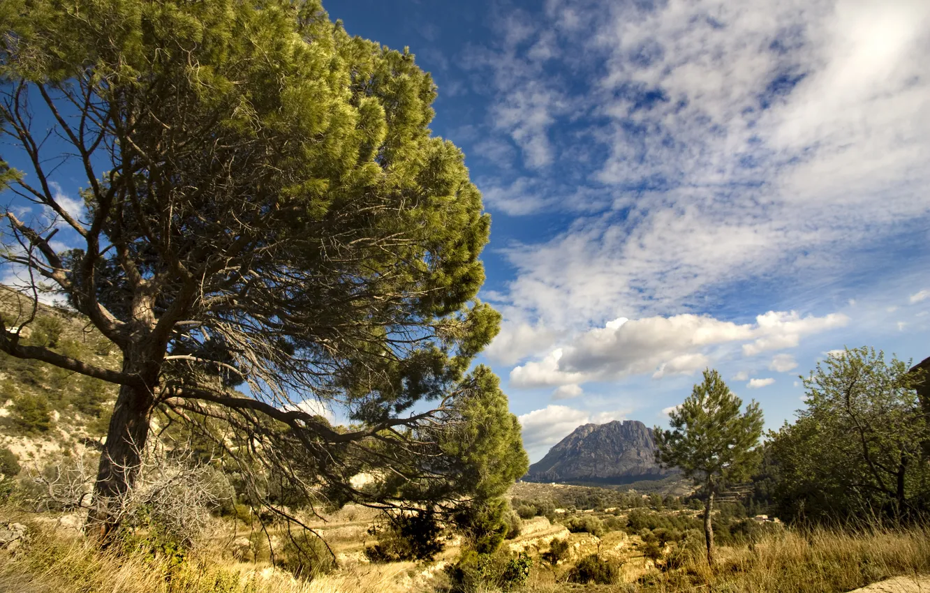 Фото обои деревья, долина, Испания, Spain, гора Пуч Кампана, Puig Campana Mountain