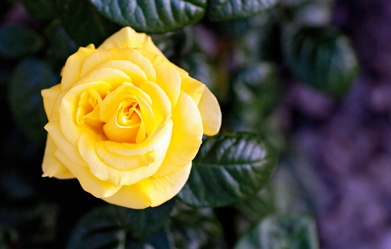 Фото обои цветок, роза, лепестки, желтая