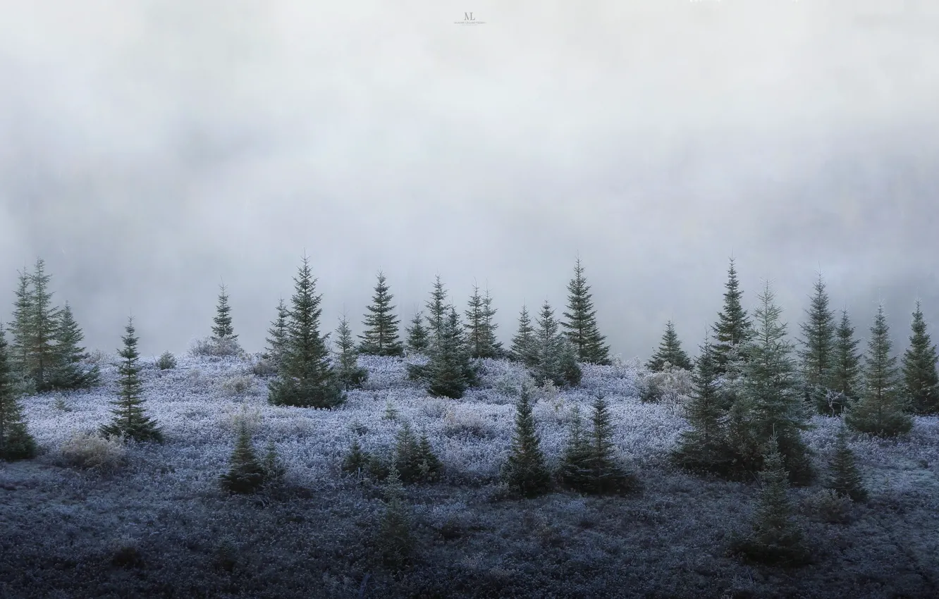Фото обои лес, туман, ёлки