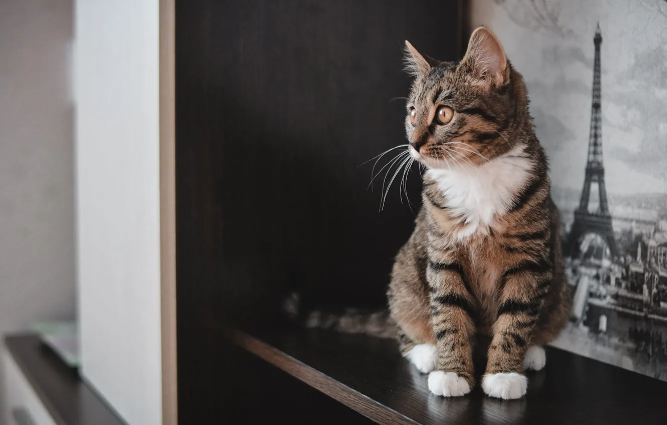 Фото обои кошка, котенок, комната, мебель, полка, шкаф, сидит, табби
