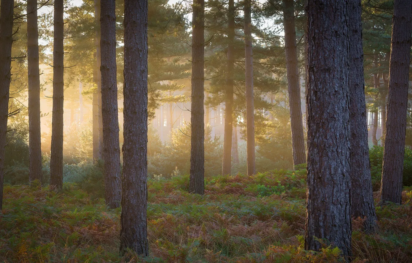 Фото обои лес, свет, туман, стволы, утро, сосны, папоротник, сосновый бор