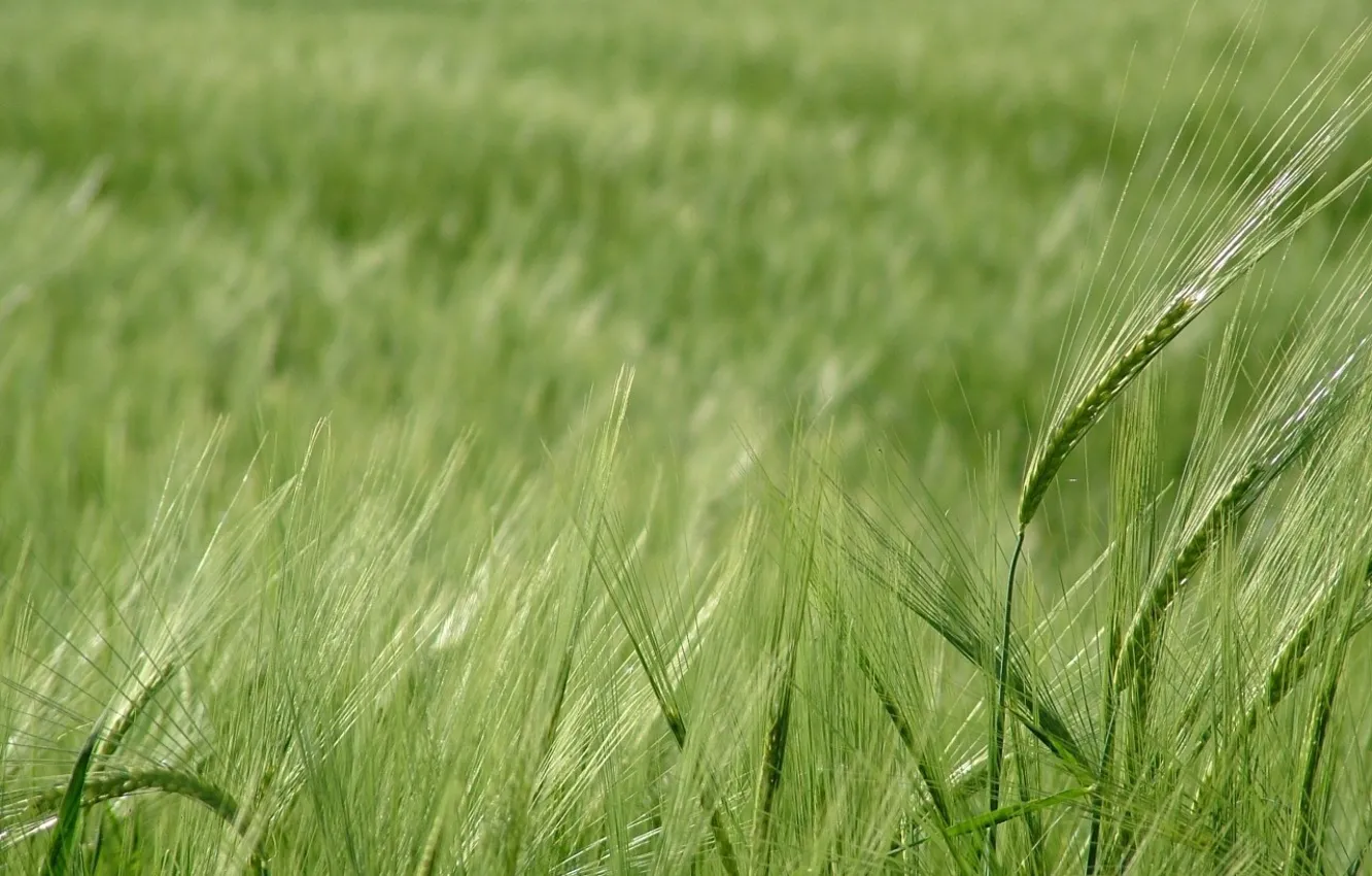 Фото обои пшеница, зелень, поле