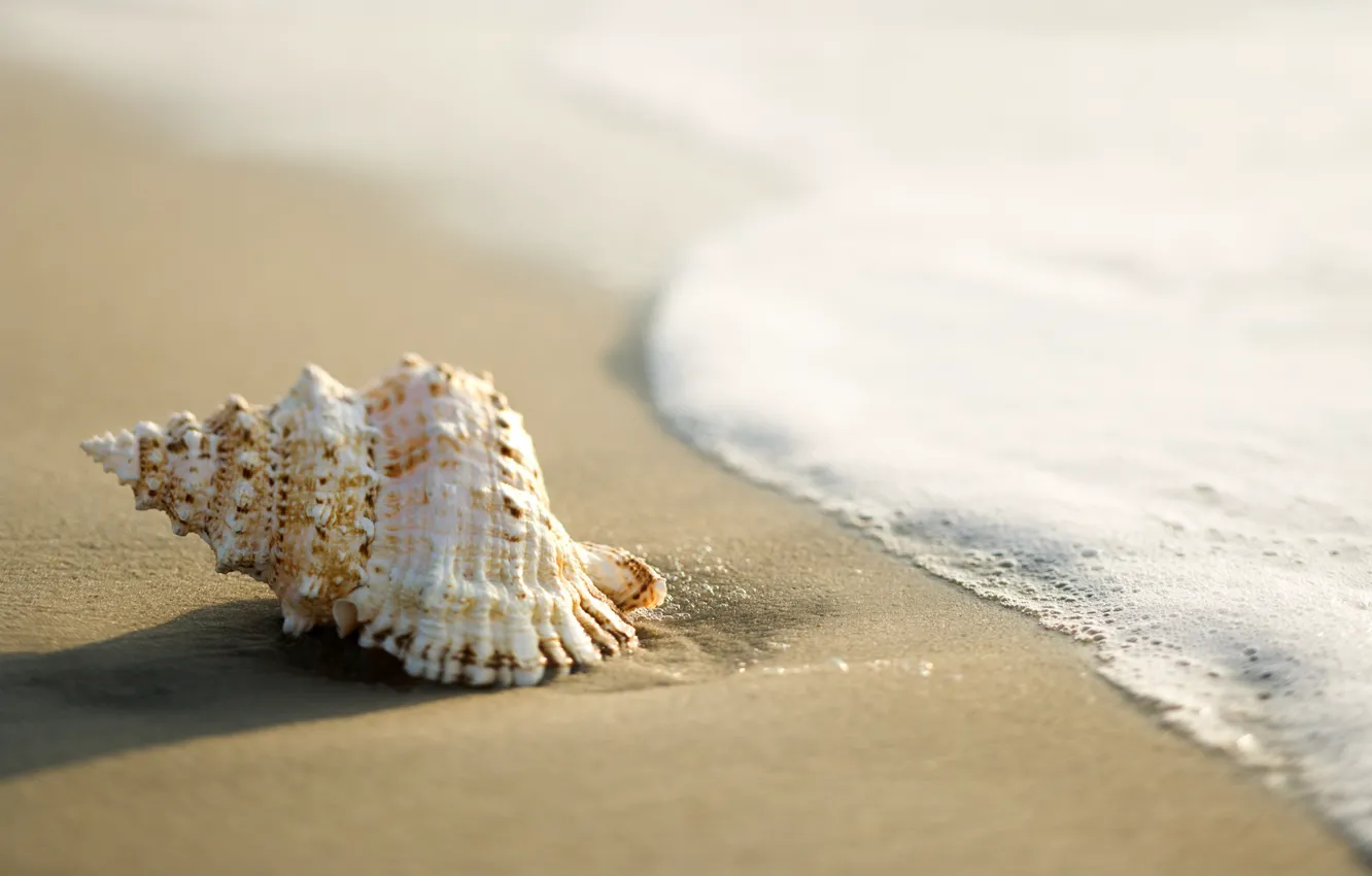 Фото обои песок, море, ракушка, прибой