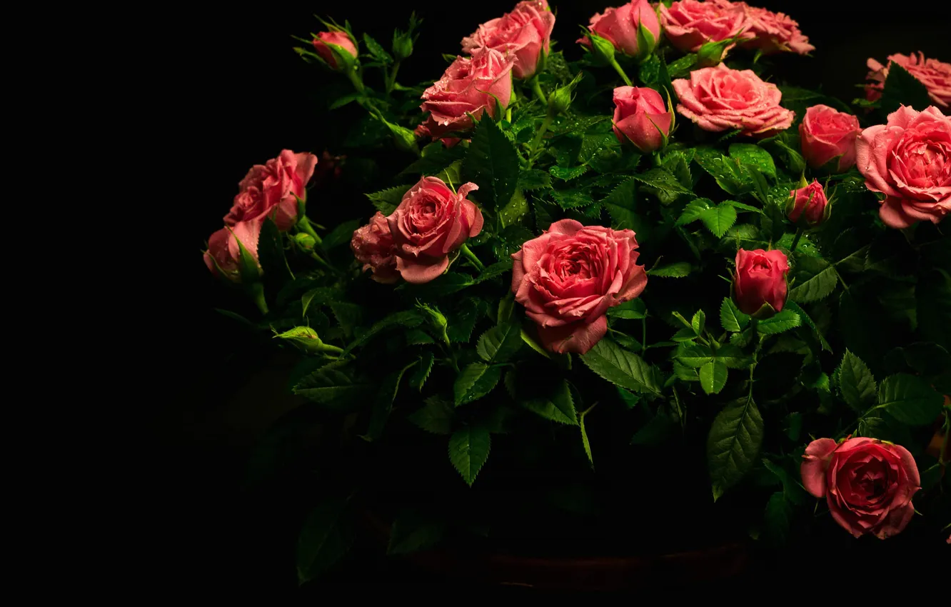 Фото обои капли, розы, букет, красные, черный фон, лососевые