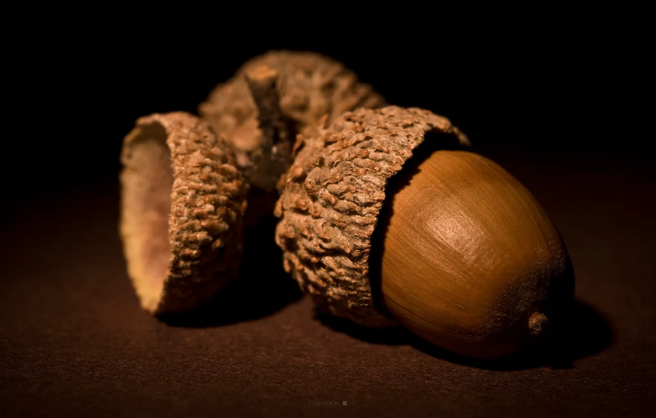 Фото обои орехи, коричневый, желудь