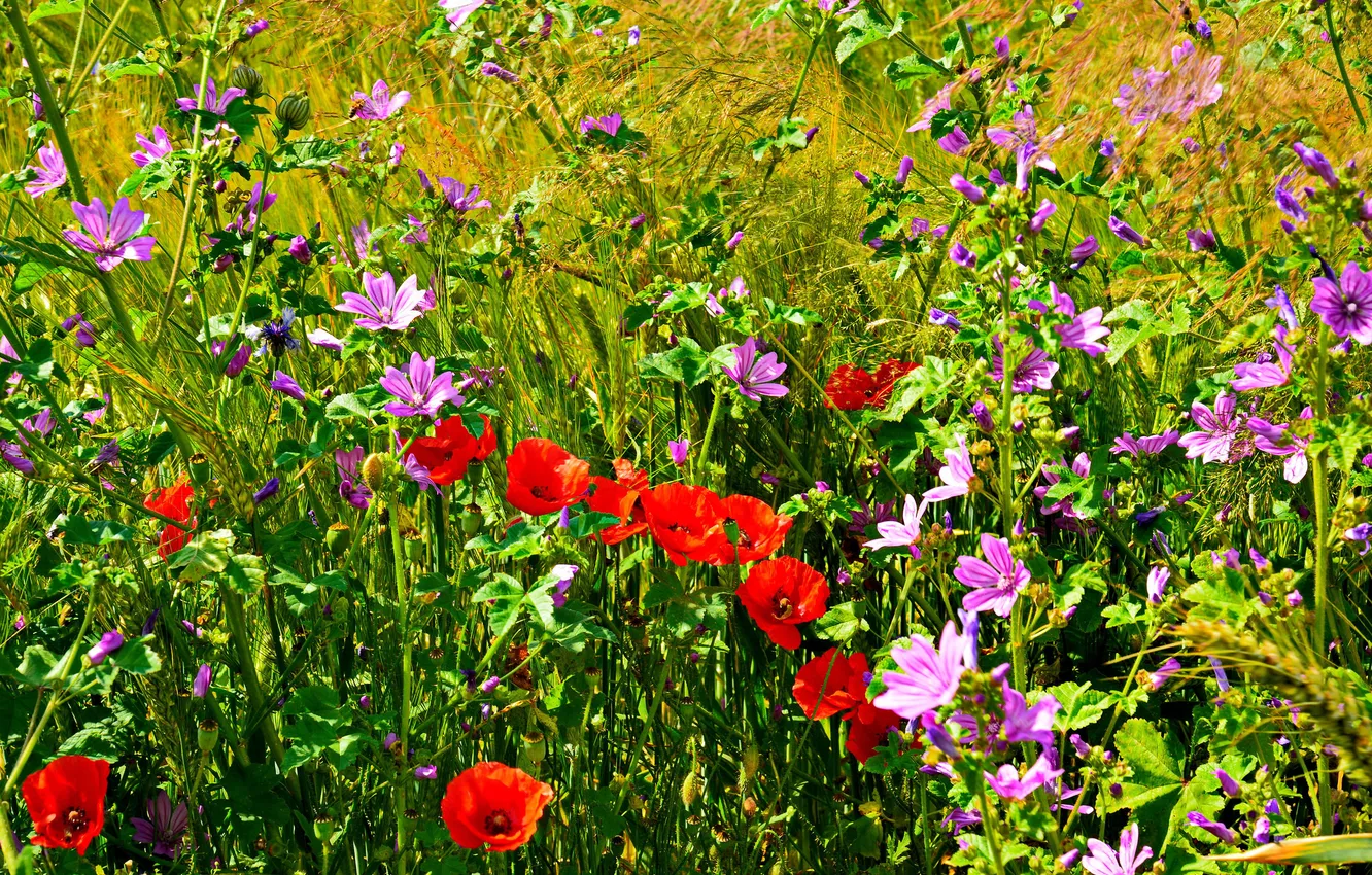 Фото обои поле, трава, цветы, маки, лепестки, луг