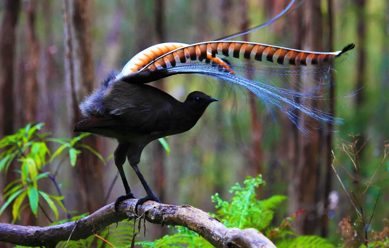 Фото обои перья, Австралия, Тасмания, большая птица-лира, лирохвост обыкновенный