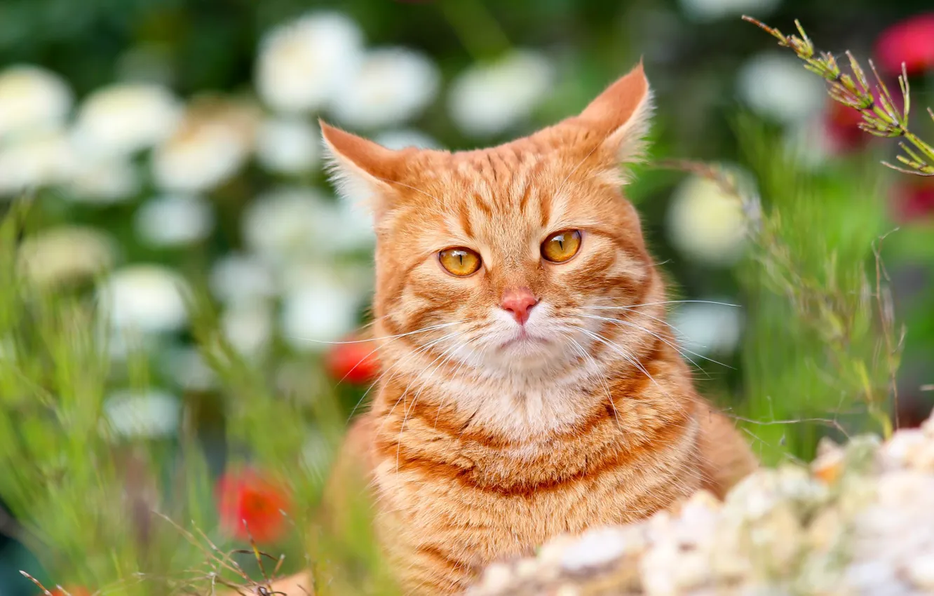 Фото обои животные, лето, кот, кошки, природа, дача, питомцы, рыжий кот