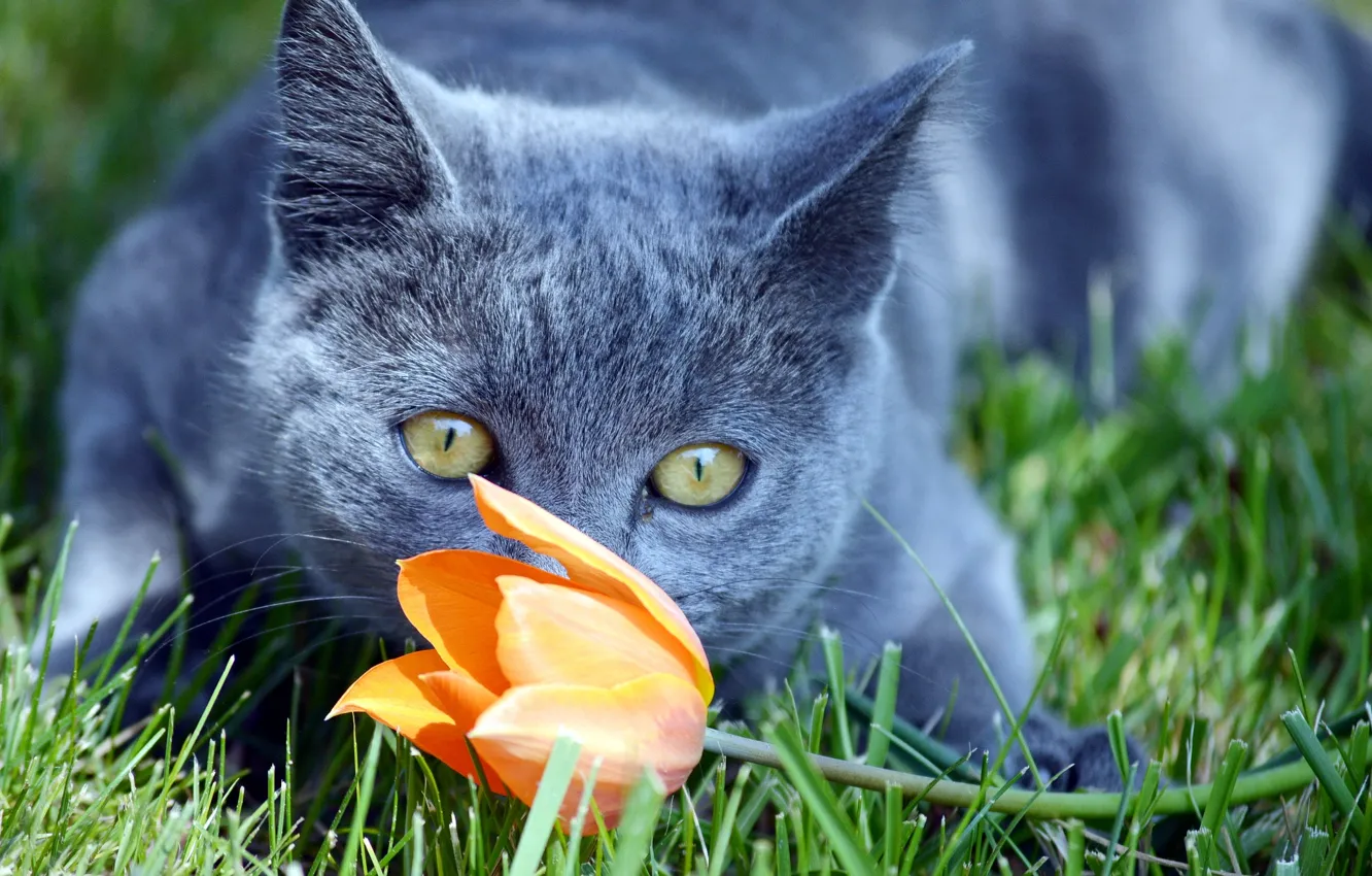 Фото обои цветок, кот, взгляд, кошак, котяра