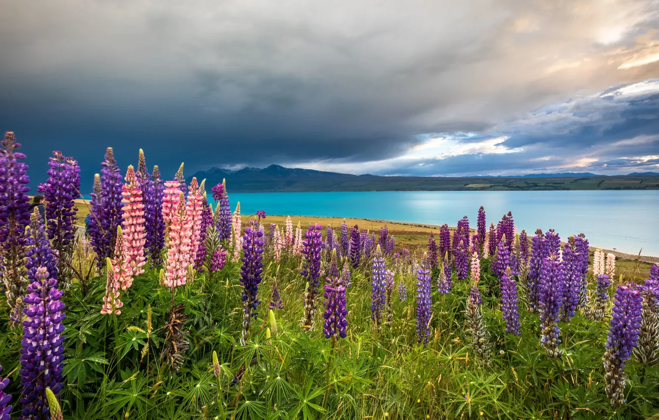 Фото обои цветы, горы, озеро, Новая Зеландия, луг, New Zealand, Lake Tekapo, люпины
