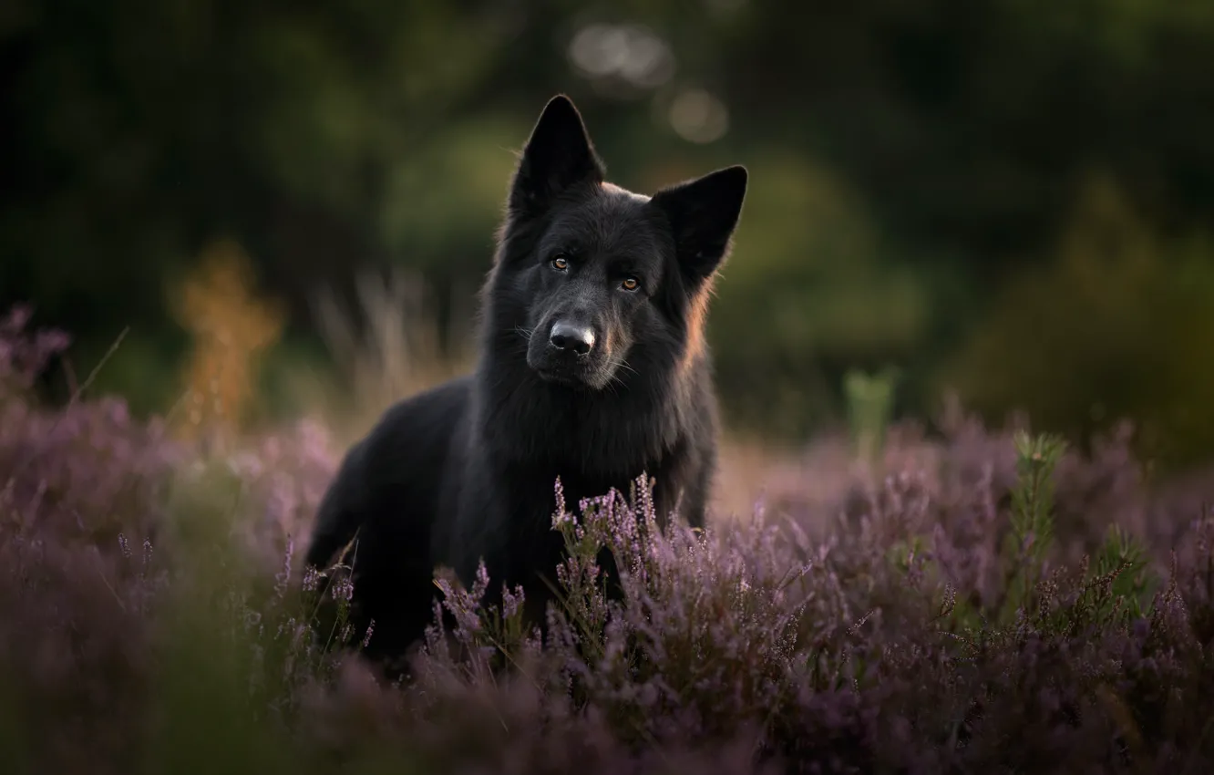 Фото обои взгляд, морда, собака, чёрная, боке, вереск, Немецкая овчарка