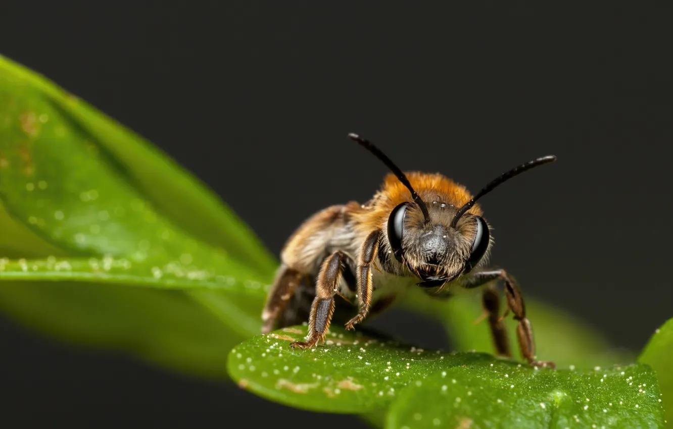 Фото обои макро, лист, пчела, фон, насекомое