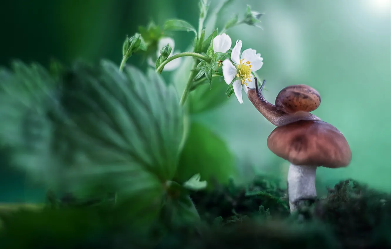Фото обои макро, природа, гриб, улитка, земляника, клубника